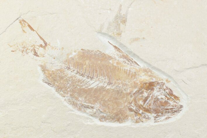 Cretaceous Fossil Fish (Armigatus) - Lebanon #376350